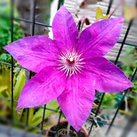 クレマチス,クレマチス ザ・プレジデント,ガーデニング,挿し木,日当たり良好の画像