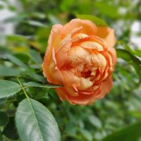 トマト,レディオブシャーロット,季節のお花,花は癒やし♡,花のある風景の画像