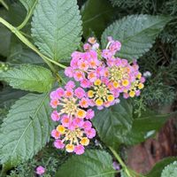 ランタナ,ランタナ,サラダ菜,サラダ菜,サニーレタスの画像