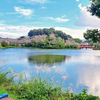 シオン,ススキ,フジ,ルコウソウ,紅葉の画像