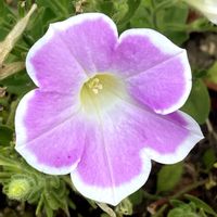 ペチュニア,お出かけ先にての画像