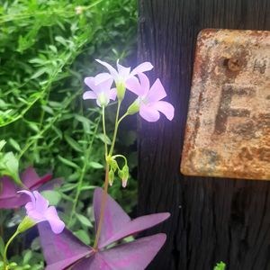 オキザリス,オクラ,バジル,オクラの花,ナチュラルガーデンの画像