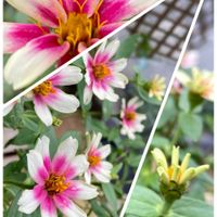 ジニア,ナデシコ,ハイビスカス,サニーレタス,穂紫蘇の画像