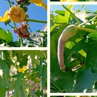 ナス,バジル,ヘチマ,トウガラシ,GSのみなさんに感謝♡の画像