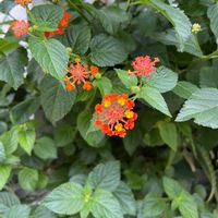 ランタナの画像