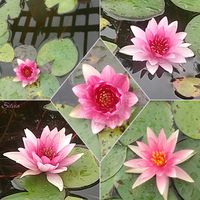 リコリス,温帯スイレン,温帯スイレン,オオオニバス,チュウキンレンの画像