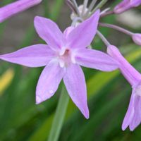 ツルバキア,ツルバキア,お散歩タイムの画像