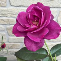 レディローズ,バラ イントゥーリーグ,バラ　ピエールエルメ,つるバラ,ばら バラ 薔薇の画像