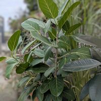 フィカス ベンガレンシス,観葉植物,ダイソー,熱帯植物,botanical lifeの画像