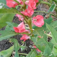 ホウセンカの画像