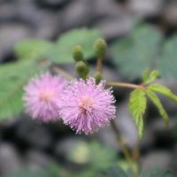 オジギソウの画像