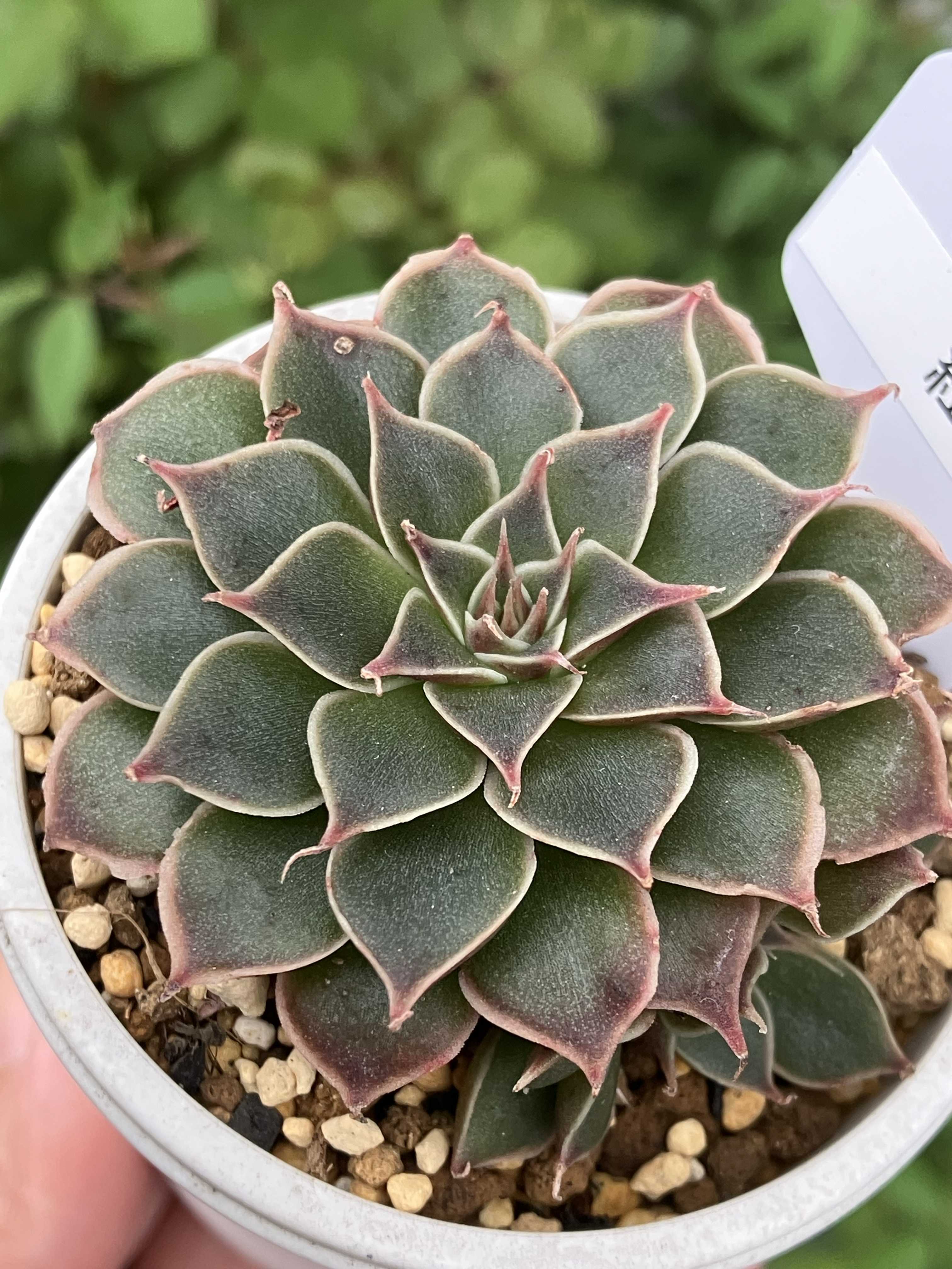 多肉アンの一覧｜🍀GreenSnap（グリーンスナップ）