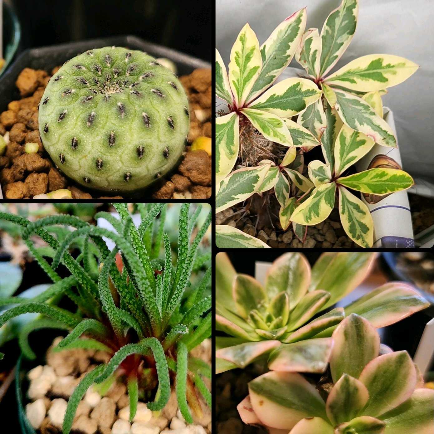 多肉植物ア工オニウム錦❤️ロスコフ錦❤️青花磁❤️状態図 多肉植物ア工オニウム錦❤️ロスコフ錦❤️青花磁❤️状態図