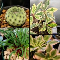 サボテン,ハナキリン,スルコレブチア ラウシー,ラウシー,斑入りハナキリンの画像