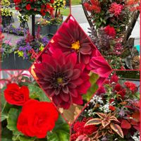 アロマティカス,多肉植物 寄せ植え,雪割草,ジョウロウホトトギス,ジョウロウホトトギスの画像