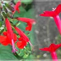 コスモス,サルビア,シュウメイギク,ブラックベリー,ルコウソウの画像