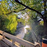 サクラ,ヤナギ,さくら サクラ 桜,京都,川のある風景の画像