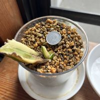 アガベ,アガベ スナグルトゥース,アガベ チタノタ スナグルトゥース,葉挿し,挿し穂の画像