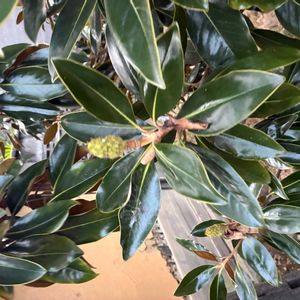 タイサンボクの画像