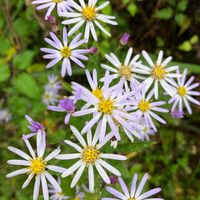 ユウゼンギク,散歩道,野山の草花の画像