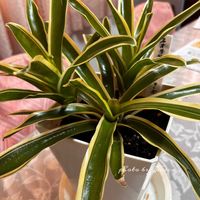 ネオレゲリア・ファイヤーボール,ネオレゲリア・ファイヤーボール,ネオレゲリア・ファイヤーボール,iPhoneで撮った,私の庭にいらっしゃいの画像