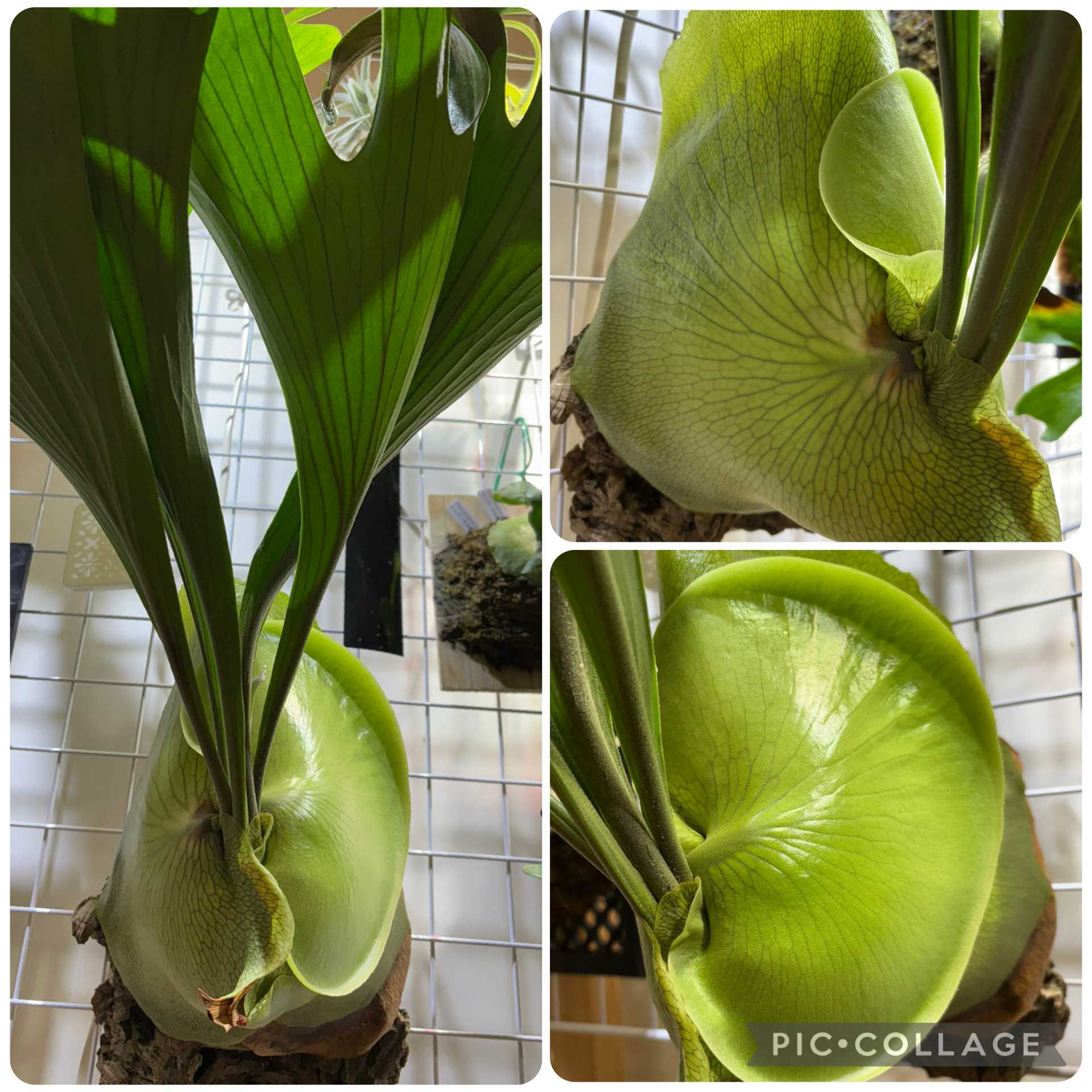 スーパーバム ビカクシダの森