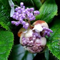 ツリフネソウ,タマアジサイ,山野草,高尾山,復興を祈りますの画像