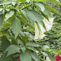 チョウセンアサガオ,白い花の画像