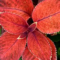 コリウス,お出かけ先にての画像