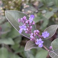 セイヨウニンジンボク,iPhone撮影,ホッコリ,秋ですね♪,わたしの楽しみの画像