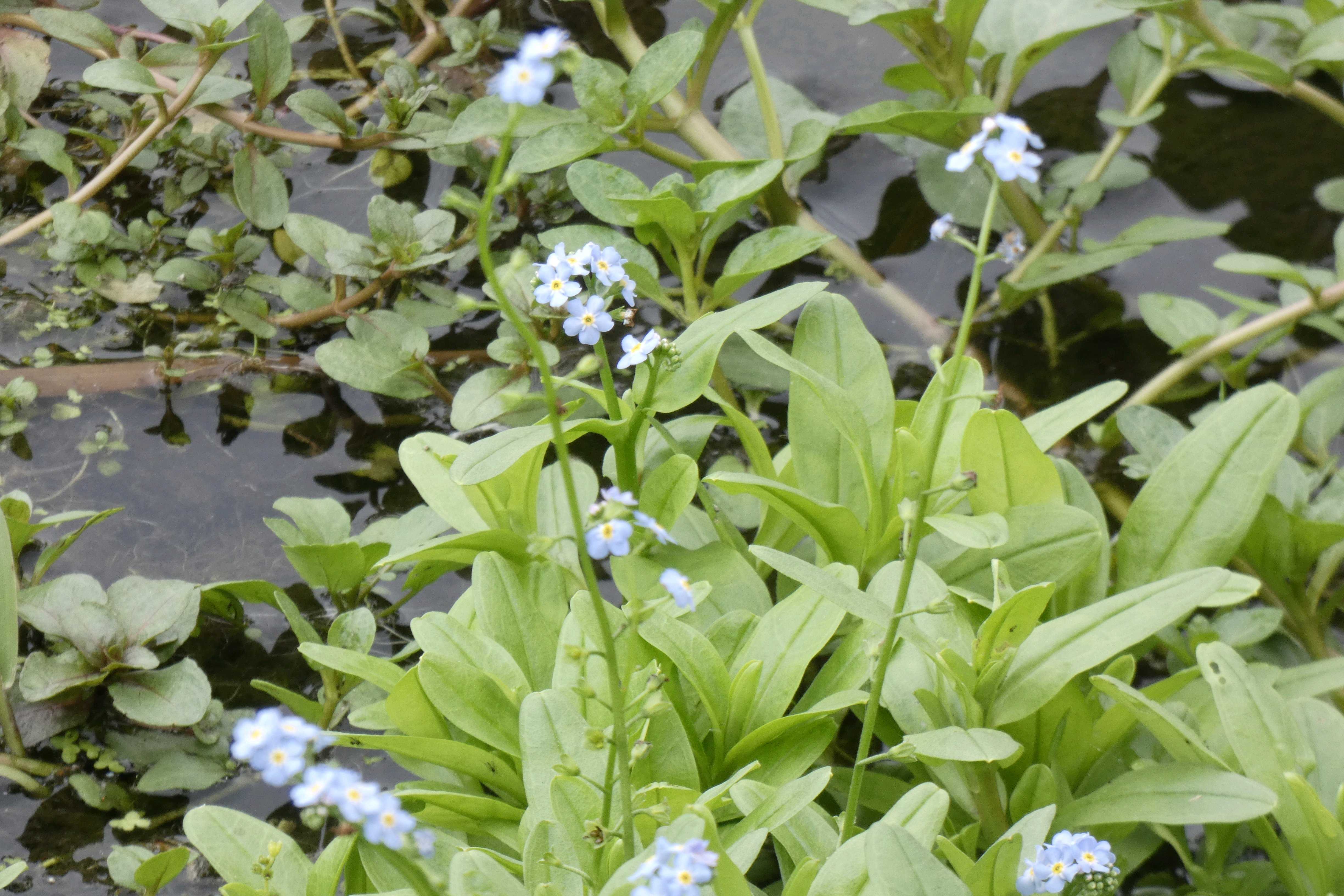 勿忘草の育て方｜種まき時期はいつ？プランターで寄せ植えのコツは