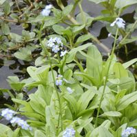 ワスレナグサ,ワスレナグサ,チーム・ブルー,水辺の水曜日,チーム・ブルーNo.102の画像