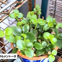 サルメントーサ,クラッスラ属 サルメントーサ,クラッスラ属,植物男子ベランダー,猿面父さんの画像