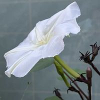 夕顔,狭い庭,２０２０年５月同期,千葉県北西部の画像