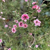 レウコフィルム,ギョリュウバイ,お庭,おうち園芸,小さな庭の画像