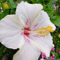 ハイビスカス,花のある暮らし,ハロウィン,緑のある暮らし,可愛いお花の画像