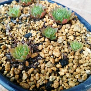 センペル,盆栽鉢,センペルちゃん,メルカリ産,植えましたの画像