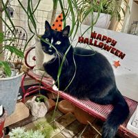 トックリラン,ハッピーハロウィン,ニャンニャン祭り,にゃんにゃん祭り,みちのすけさんのニャンニャン祭りの画像