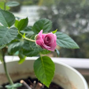 ハイビスカス 夏の恋人たちシリーズ,ハイビスカス 夏の恋人たちシリーズ,ミニバラ モーニングブルー,ミニバラ モーニングブルー,飼い猫リンちゃんの画像