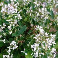 ダンギク,ユーフォルビア ダイヤモンドスター,花のある暮らし,秋の気配,お花を楽しむの画像