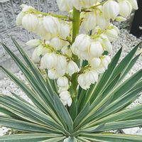 ユッカ,グロリオサ,ユッカ グロリオサ,開花,Gardenの画像
