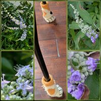 セイヨウニンジンボク,花のある暮らし,植物好き,自然の不思議,ニャンニャン祭りの画像