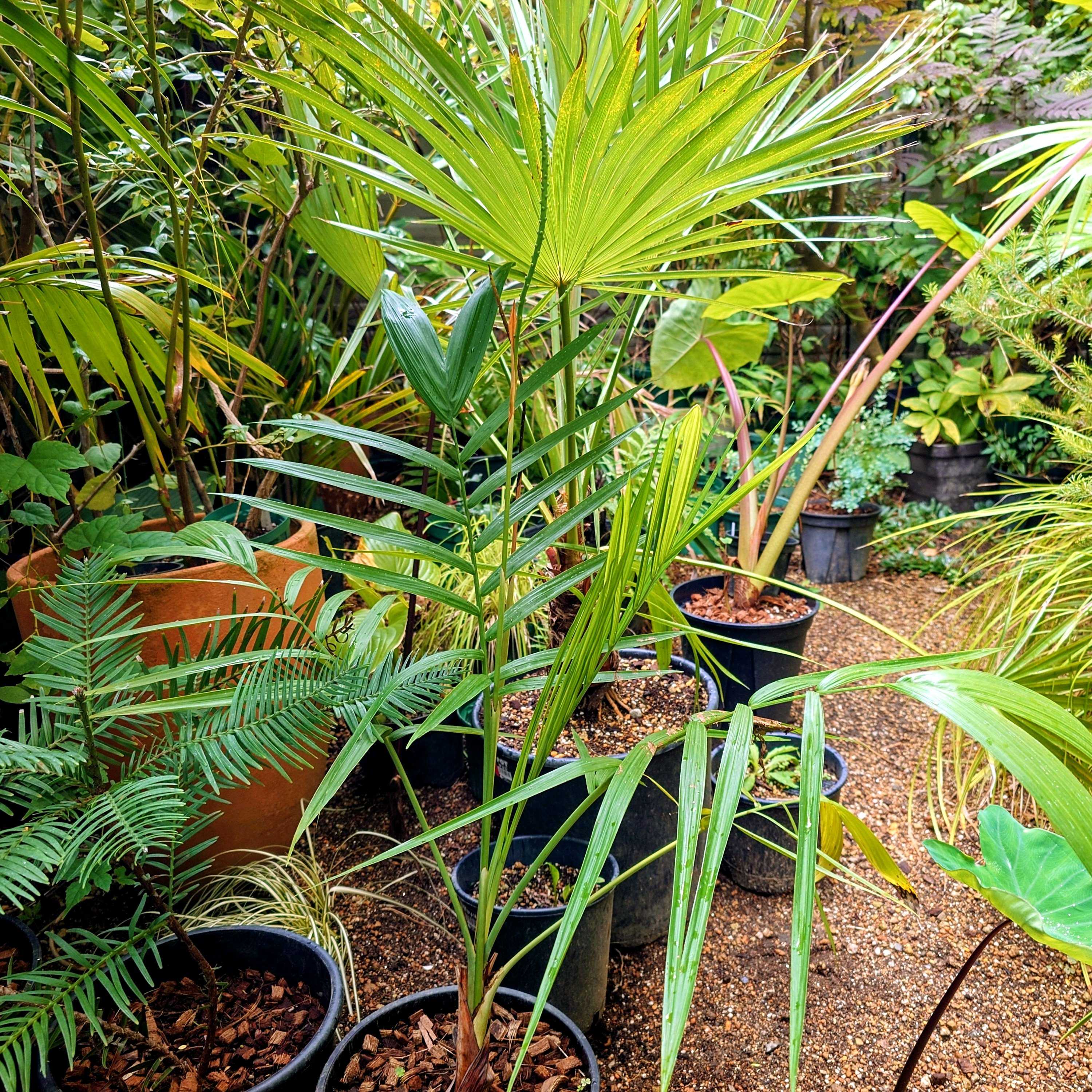 ブラヘア　カルカレア 楽天市場】ヤシの木 【ブラヘア カルカレア】 5号 スリット鉢 : 苗木部