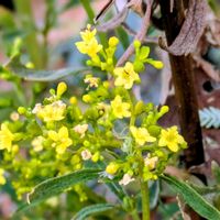 オミナエシ,女郎花(オミナエシ),散歩道,平和を願う☆の画像