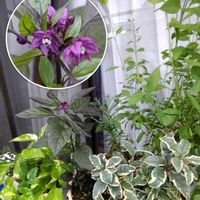 オキザリス,ツルニチニチソウ,ハツユキカズラ,ハツユキカズラ,ポトスの画像