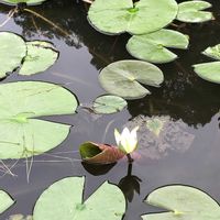 スイレン,睡蓮,お出かけ先の画像