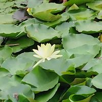 スイレン,今日も元気で,水辺の水曜日,しあわせ運べるように,白い水曜日♡の画像