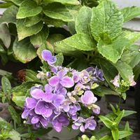 ガクアジサイ,紫陽花 コンペイトウ,プランター植え,母の庭,小さな庭の画像