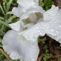 ジャーマンアイリス,ドイツアヤメ,雨粒,我が家の庭,白い花の画像