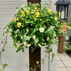アリッサム,ヘデラ,ビオラ,花のある暮らし,ハンギングバスケットの画像